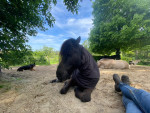 Pauze gezellig tussen de paarden, zzzzzz